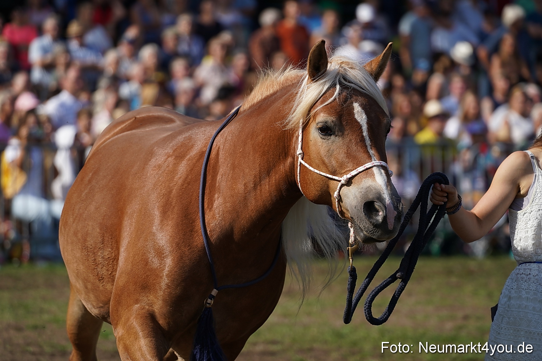 Pferde und Fohlenschau 2022 0146 